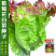 特色紫菊花白菜高端品种特色小白菜秋季种值小白菜种子