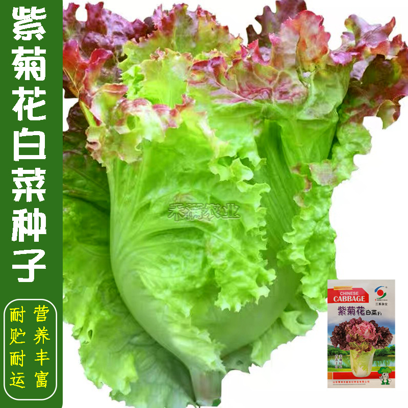 特色紫菊花白菜高端品种特色小白菜秋季种值小白菜种子