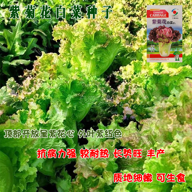 特色紫菊花白菜高端品种特色小白菜秋季种值小白菜种子