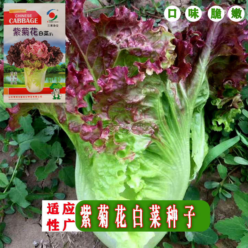 特色紫菊花白菜高端品种特色小白菜秋季种值小白菜种子
