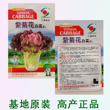 特色紫菊花白菜高端品种特色小白菜秋季种值小白菜种子