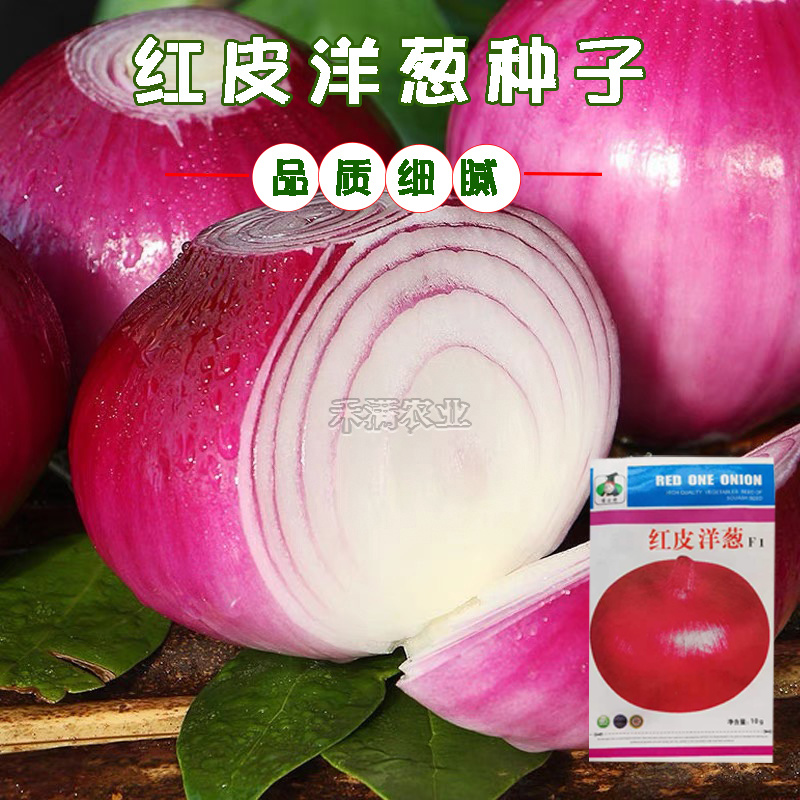 红皮洋葱种籽洋葱种子紫红皮黄皮高产洋葱圆葱早熟四季蔬菜种