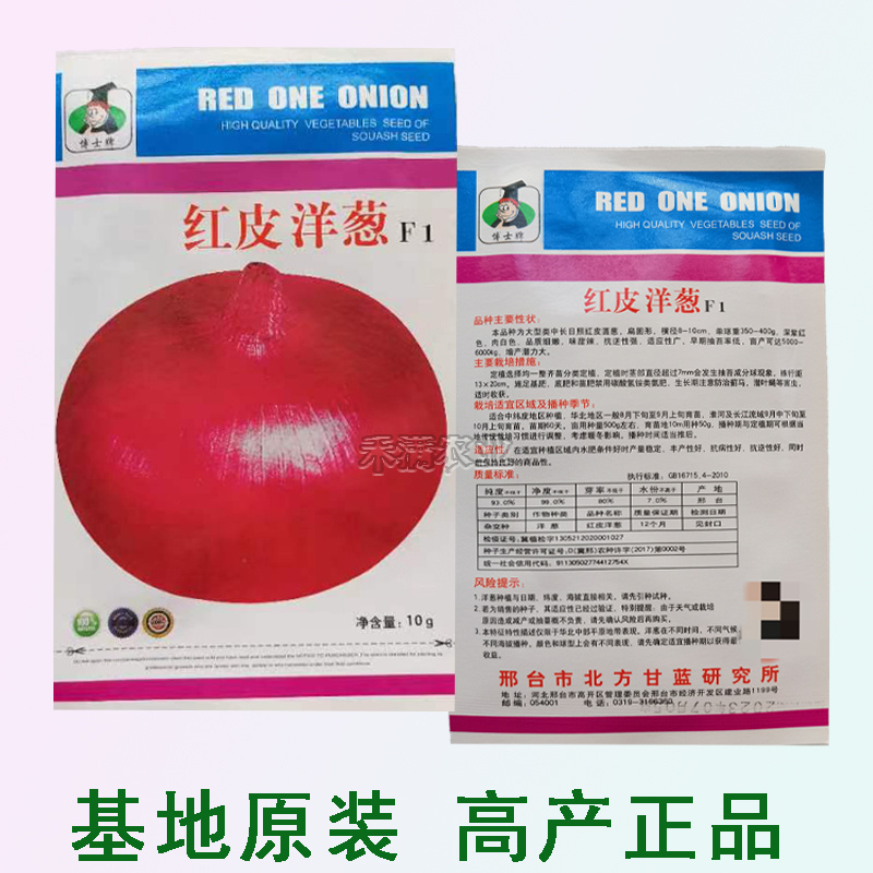 红皮洋葱种籽洋葱种子紫红皮黄皮高产洋葱圆葱早熟四季蔬菜种