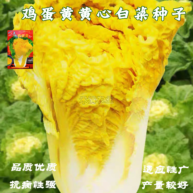 鸡蛋黄奶油大白菜种子真好吃黄心快菜籽农家夏秋大白菜种子