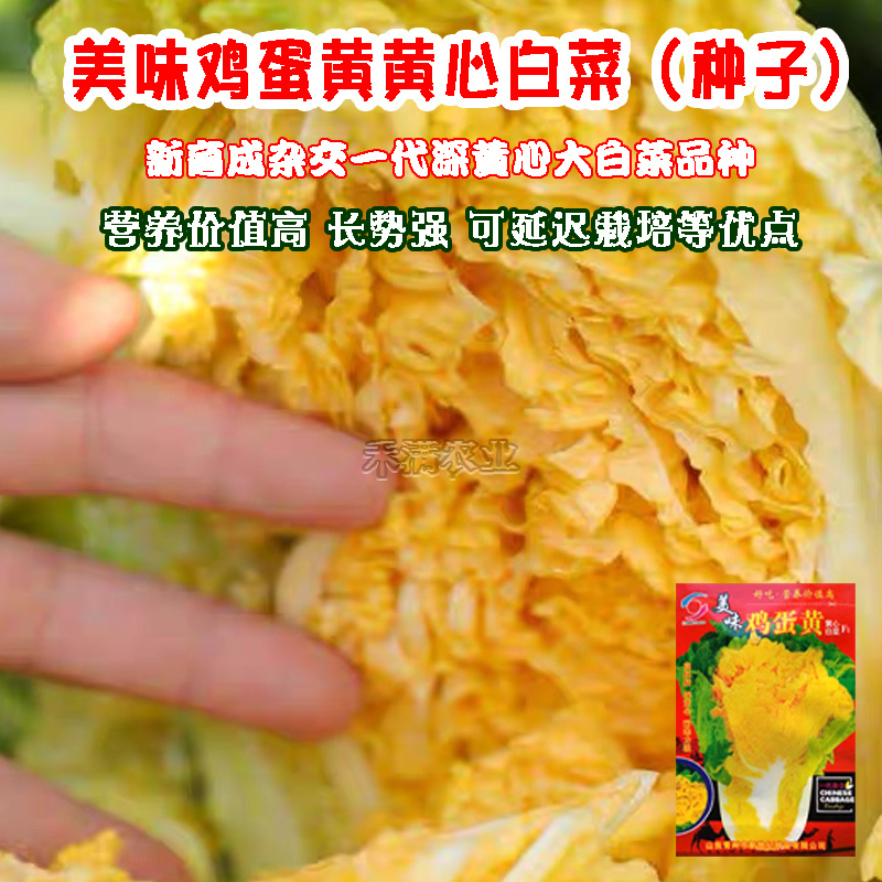 鸡蛋黄奶油大白菜种子真好吃黄心快菜籽农家夏秋大白菜种子