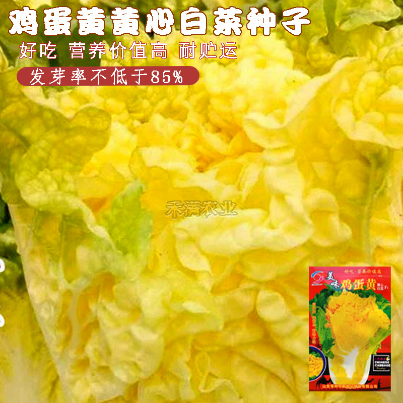 鸡蛋黄奶油大白菜种子真好吃黄心快菜籽农家夏秋大白菜种子