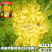 鸡蛋黄奶油大白菜种子真好吃黄心快菜籽农家夏秋大白菜种子