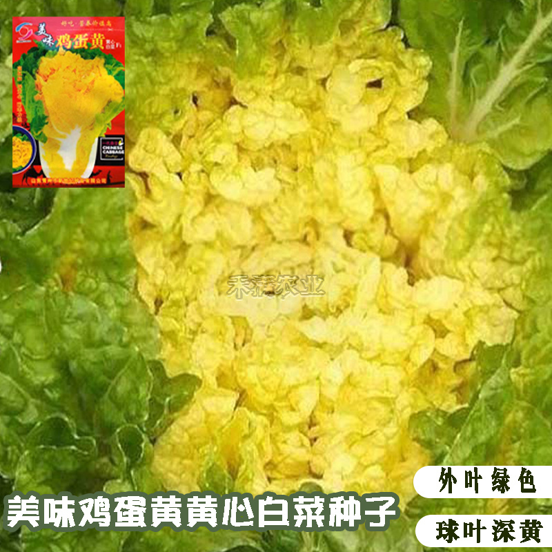 鸡蛋黄奶油大白菜种子真好吃黄心快菜籽农家夏秋大白菜种子