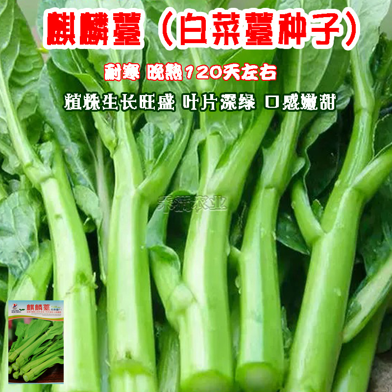 基地优品麒麟白菜苔种子120天晚熟耐寒越冬小白菜苔种子