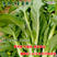 基地优品麒麟白菜苔种子120天晚熟耐寒越冬小白菜苔种子
