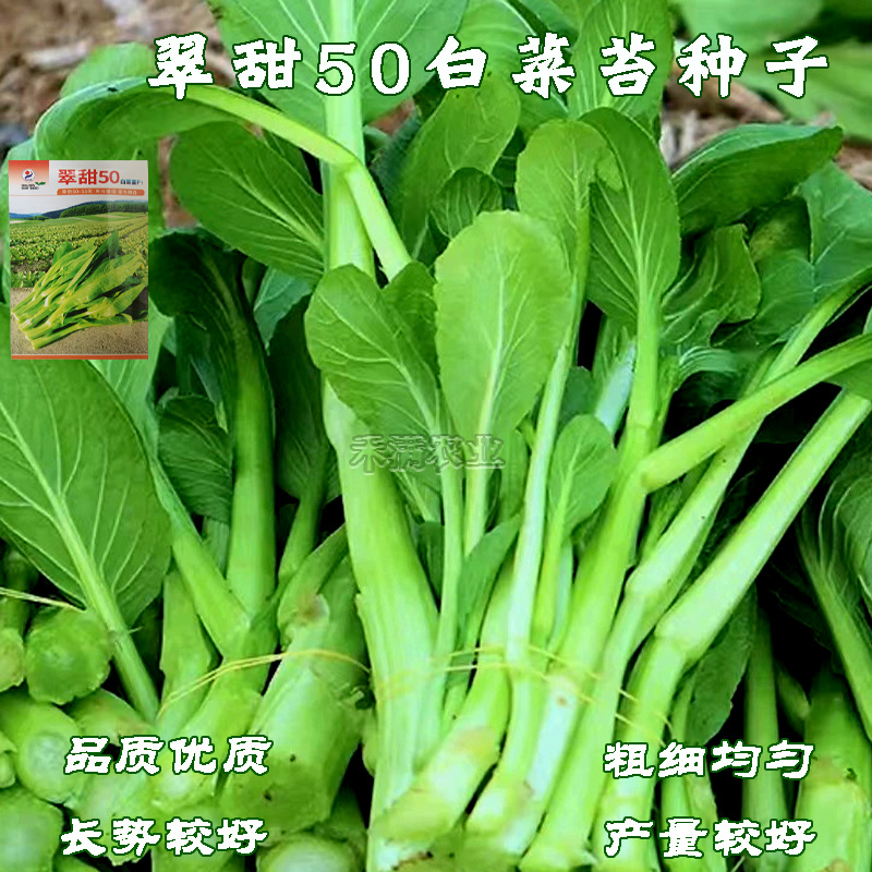 50天早熟基地翠甜菜苔白菜苔种子耐热抗热小白菜苔种