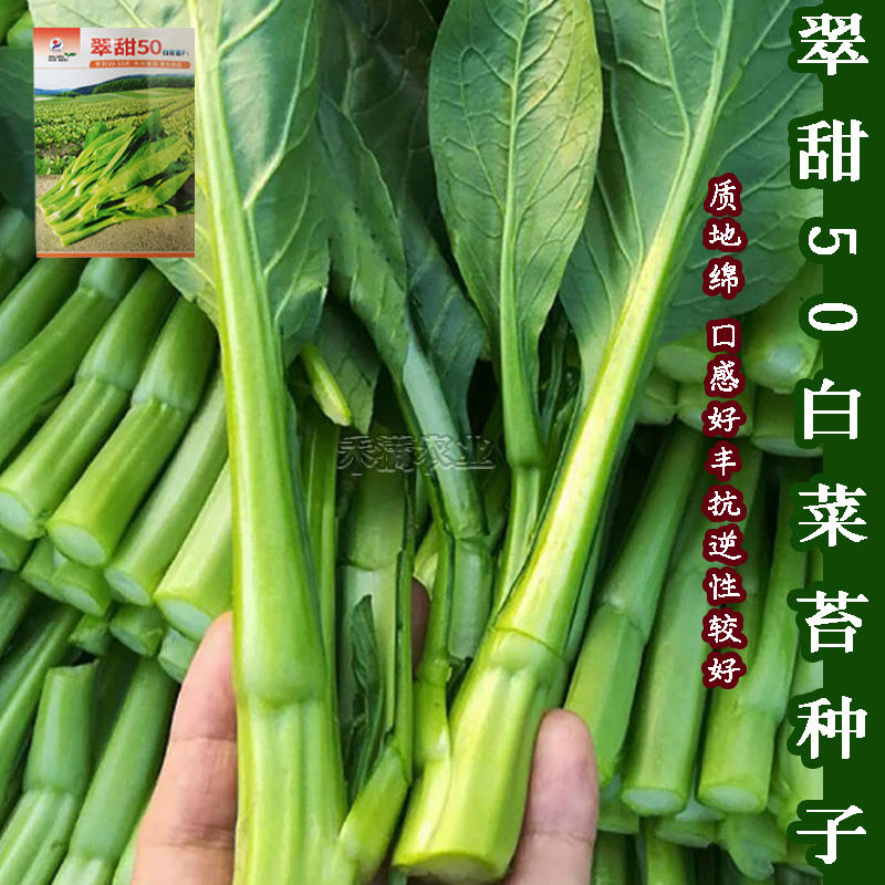 50天早熟基地翠甜菜苔白菜苔种子耐热抗热小白菜苔种