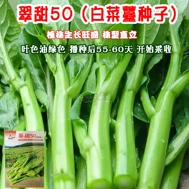 50天早熟基地翠甜菜苔白菜苔种子耐热抗热小白菜苔种