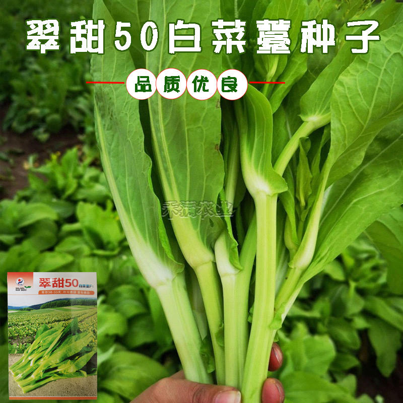 70天早熟基地翠甜菜苔白菜苔种子耐热抗热小白菜苔种