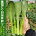 70天早熟基地翠甜菜苔白菜苔种子耐热抗热小白菜苔种