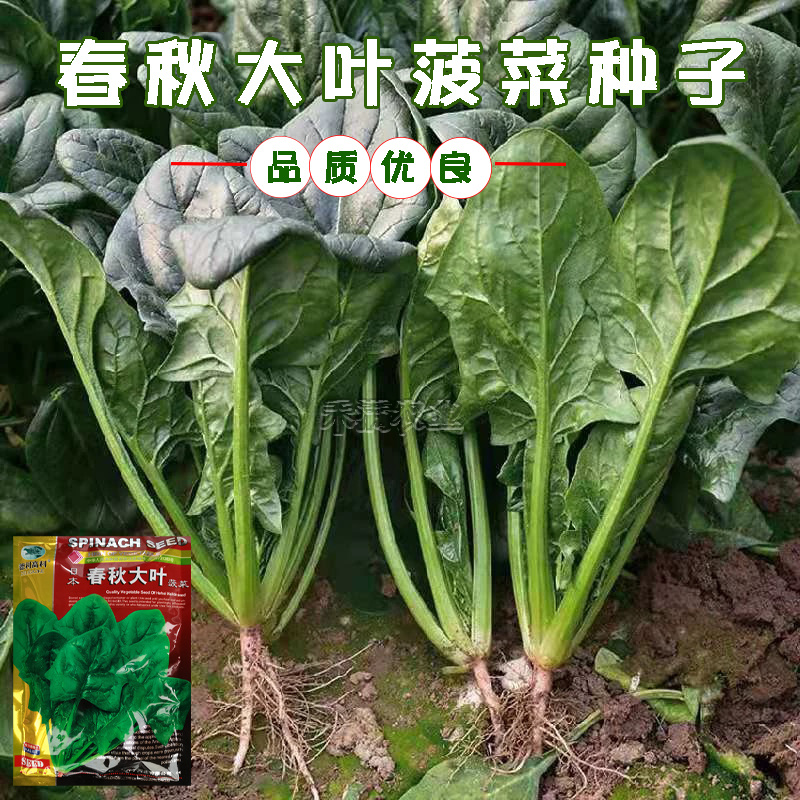 一斤春秋大叶菠菜种子圆叶菠菜四季播耐寒耐热高产速生包邮