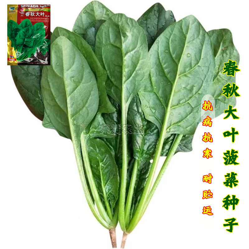 一斤春秋大叶菠菜种子圆叶菠菜四季播耐寒耐热高产速生包邮