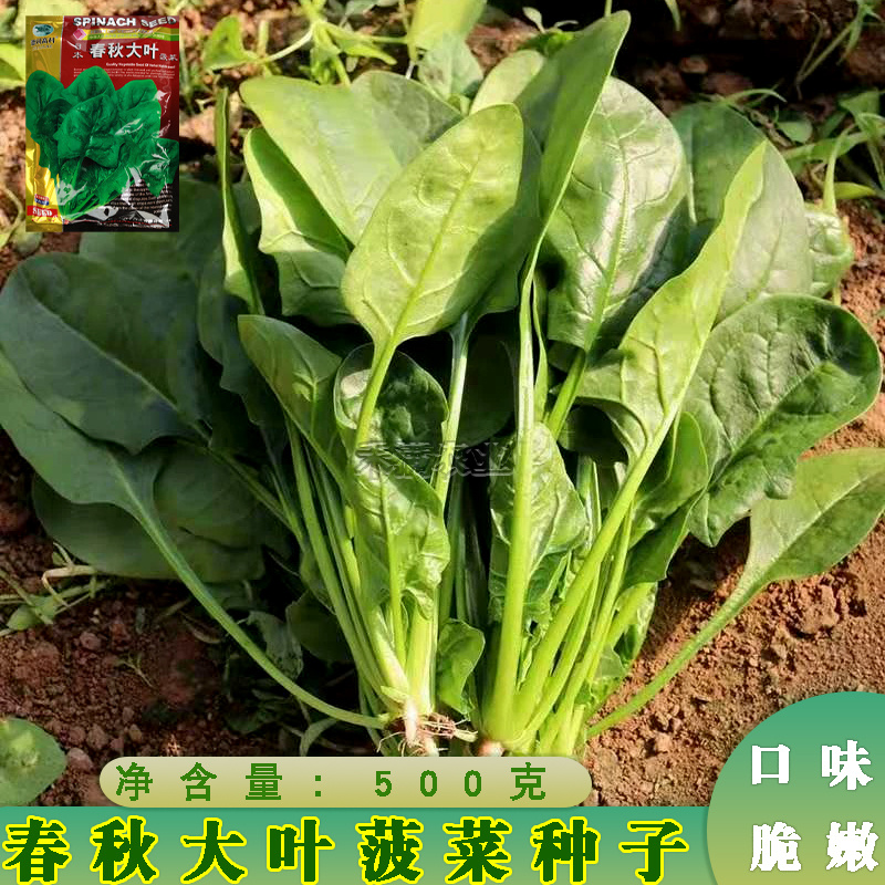 一斤春秋大叶菠菜种子圆叶菠菜四季播耐寒耐热高产速生包邮