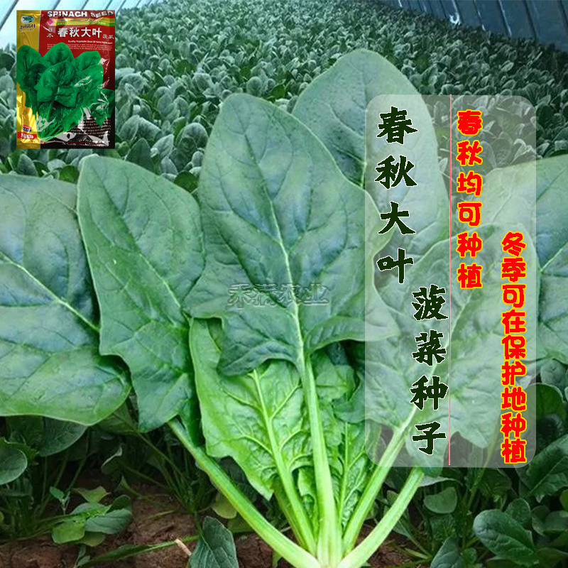 一斤春秋大叶菠菜种子圆叶菠菜四季播耐寒耐热高产速生包邮