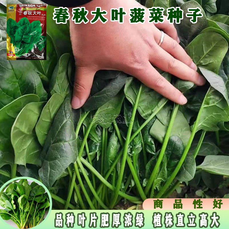 一斤春秋大叶菠菜种子圆叶菠菜四季播耐寒耐热高产速生包邮