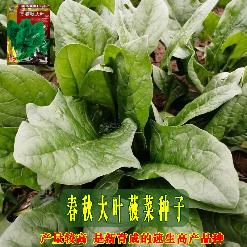 一斤春秋大叶菠菜种子圆叶菠菜四季播耐寒耐热高产速生包邮