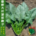 一斤春秋大叶菠菜种子圆叶菠菜四季播耐寒耐热高产速生包邮