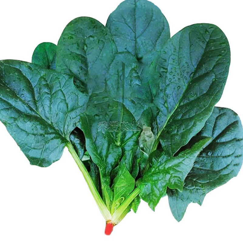 一斤春秋大叶菠菜种子圆叶菠菜四季播耐寒耐热高产速生包邮