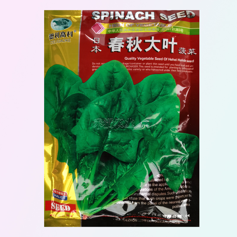 一斤春秋大叶菠菜种子圆叶菠菜四季播耐寒耐热高产速生包邮