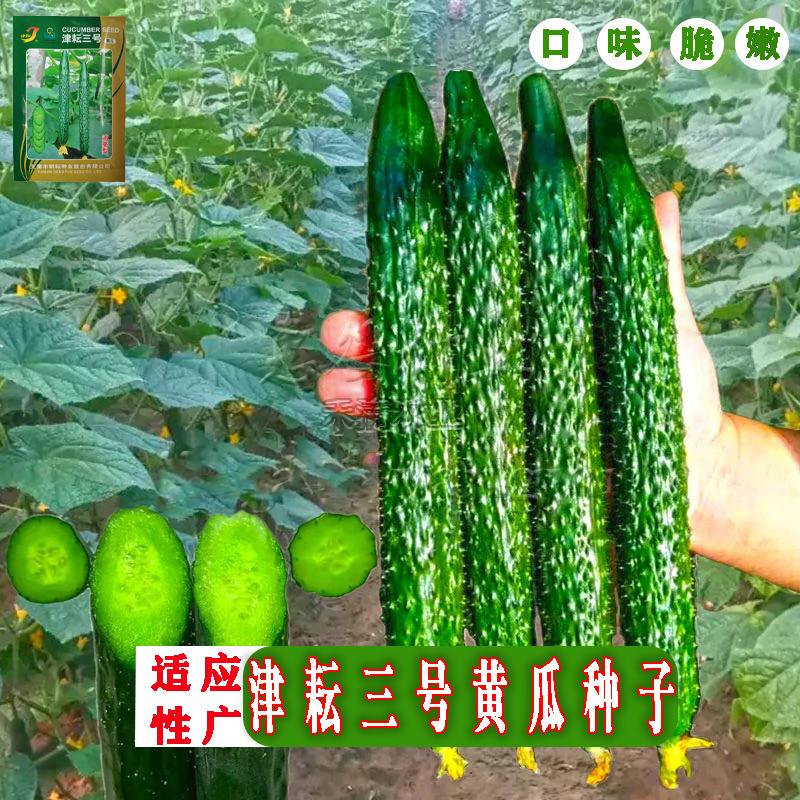 津耘3号黄瓜蔬菜种子春季秋季高产抗病夏季耐热油亮黄瓜种子