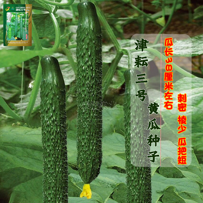 津耘3号黄瓜蔬菜种子春季秋季高产抗病夏季耐热油亮黄瓜种子