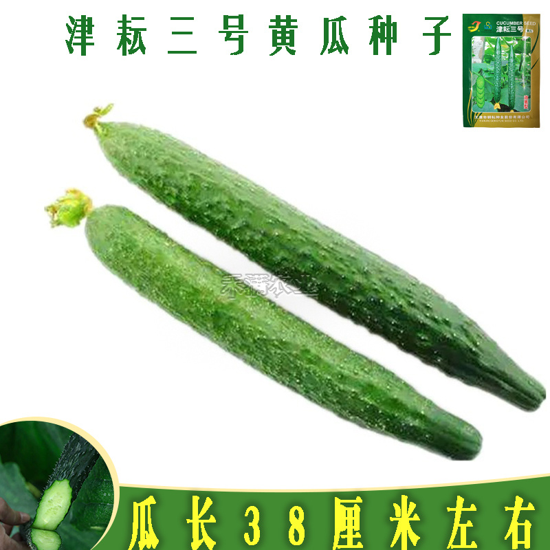 津耘3号黄瓜蔬菜种子春季秋季高产抗病夏季耐热油亮黄瓜种子
