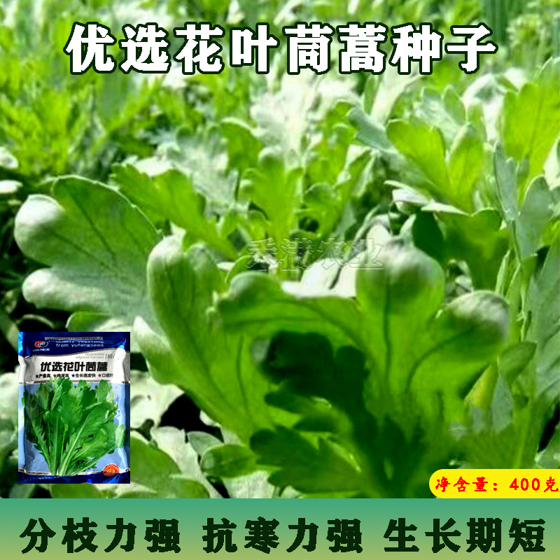 小叶茼蒿种子大全花叶茼蒿种籽四季皇帝菜种茼蒿种子