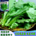 小叶茼蒿种子大全花叶茼蒿种籽四季皇帝菜种茼蒿种子