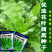 小叶茼蒿种子大全花叶茼蒿种籽四季皇帝菜种茼蒿种子