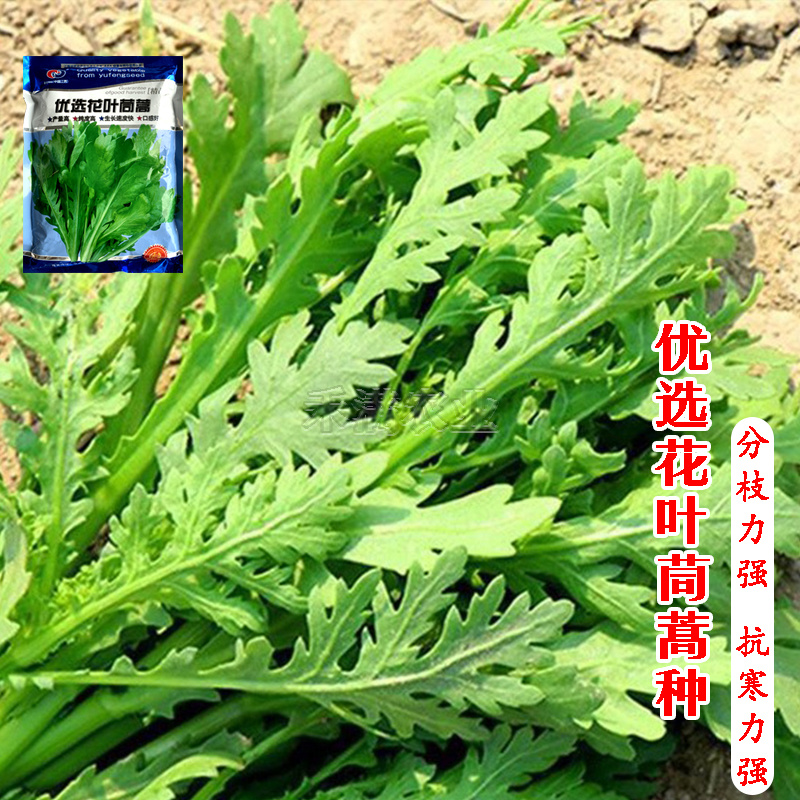 小叶茼蒿种子大全花叶茼蒿种籽四季皇帝菜种茼蒿种子
