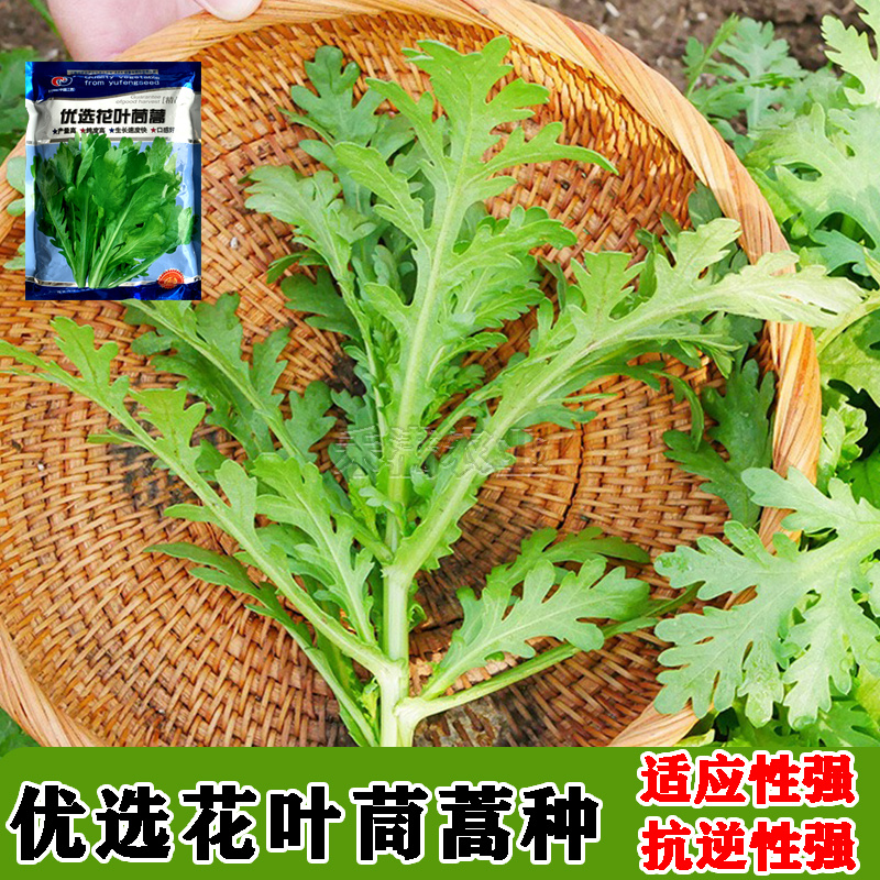小叶茼蒿种子大全花叶茼蒿种籽四季皇帝菜种茼蒿种子