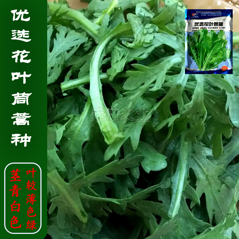 小叶茼蒿种子大全花叶茼蒿种籽四季皇帝菜种茼蒿种子