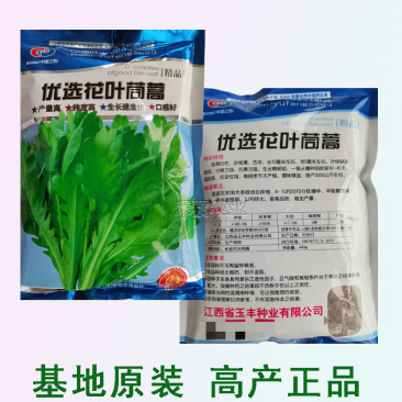 小叶茼蒿种子大全花叶茼蒿种籽四季皇帝菜种茼蒿种子