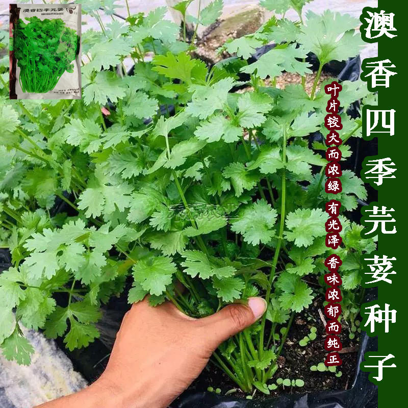 耐寒耐热香菜种子大叶芫荽阳台四季速生香菜种籽种籽农家蔬菜