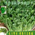 耐寒耐热香菜种子大叶芫荽阳台四季速生香菜种籽种籽农家蔬菜