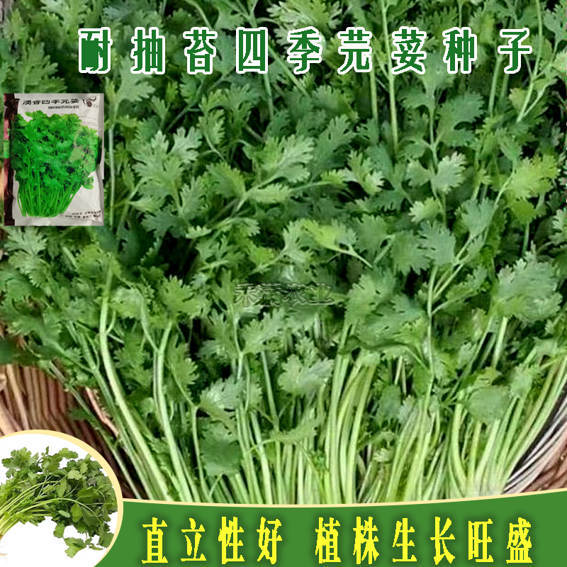 耐寒耐热香菜种子大叶芫荽阳台四季速生香菜种籽种籽农家蔬菜