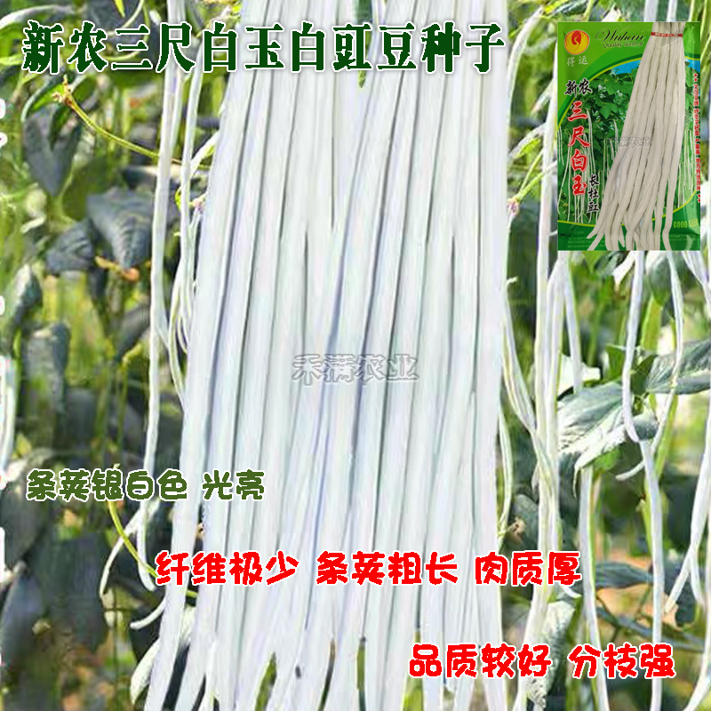 三尺白玉豆角种子白豇豆种籽春夏秋四季农家白条早熟豆角种子