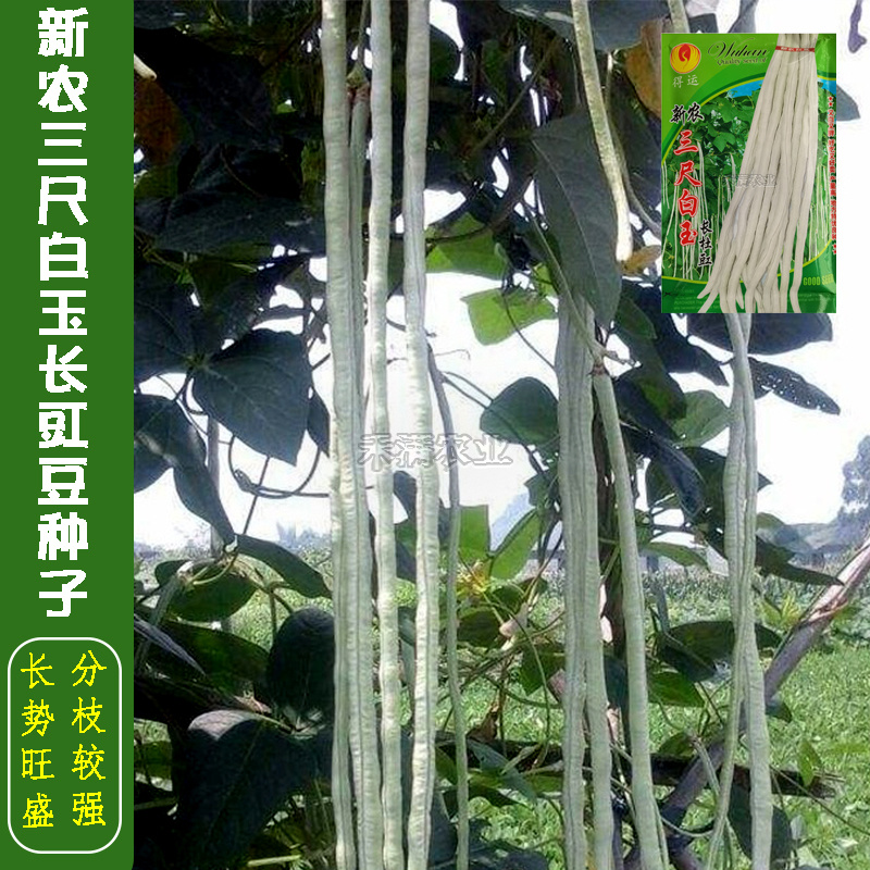 三尺白玉豆角种子白豇豆种籽春夏秋四季农家白条早熟豆角种子