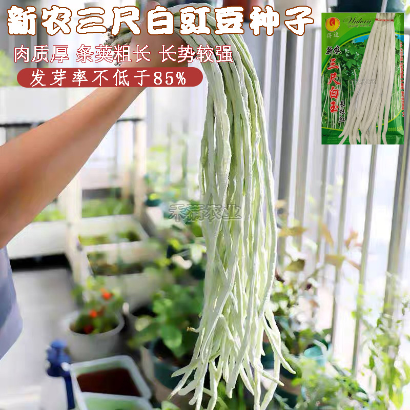 三尺白玉豆角种子白豇豆种籽春夏秋四季农家白条早熟豆角种子