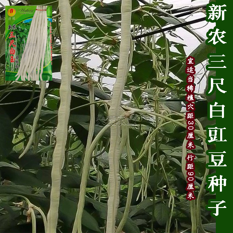三尺白玉豆角种子白豇豆种籽春夏秋四季农家白条早熟豆角种子
