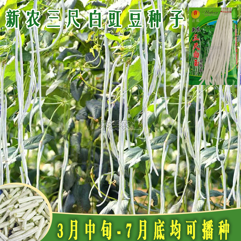 三尺白玉豆角种子白豇豆种籽春夏秋四季农家白条早熟豆角种子