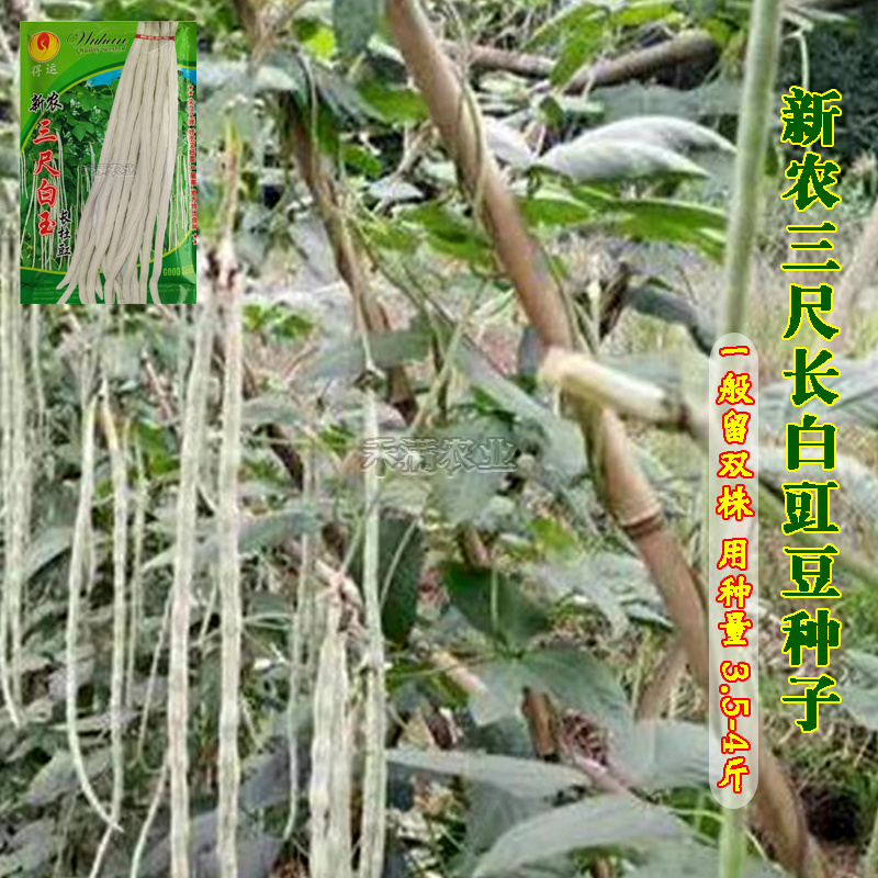三尺白玉豆角种子白豇豆种籽春夏秋四季农家白条早熟豆角种子