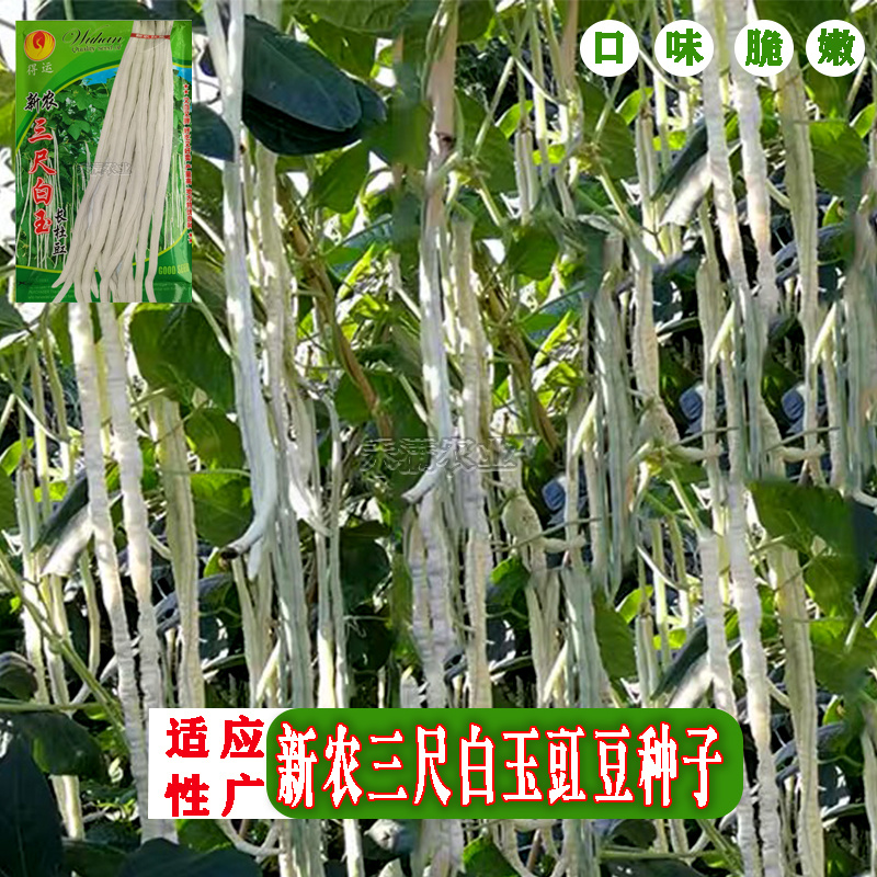 三尺白玉豆角种子白豇豆种籽春夏秋四季农家白条早熟豆角种子