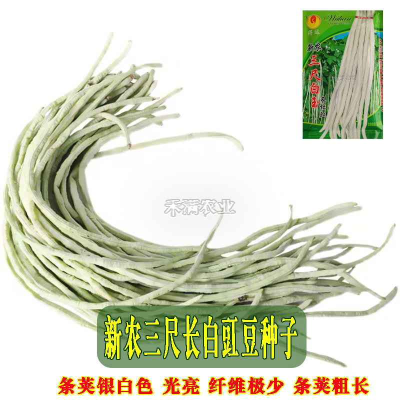三尺白玉豆角种子白豇豆种籽春夏秋四季农家白条早熟豆角种子