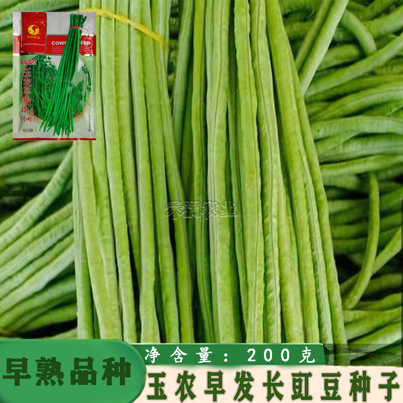 特长绿豇豆种子春秋季绿条长豆角种籽四季豆菜豆角种子